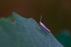 Argyresthia retinella