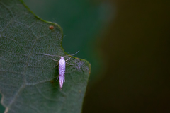 Argyresthia retinella