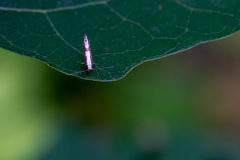 Argyresthia conjugella