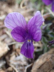Viola diversifolia