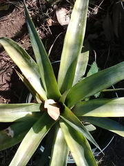 Ananas comosus