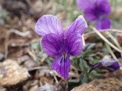Viola diversifolia