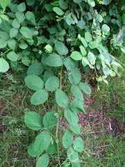 Rubus pedemontanus