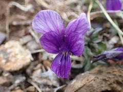 Viola diversifolia