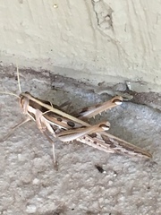 Cyrtacanthacris tatarica