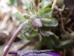 Viola diversifolia