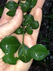 Citrus australis