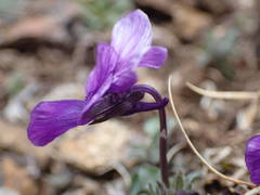 Viola diversifolia