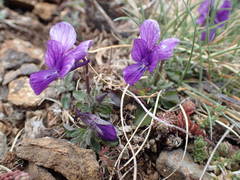 Viola diversifolia