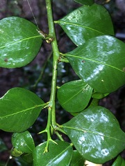 Citrus australis