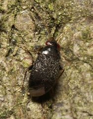 Phoenicocoris obscurellus