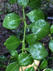 Citrus australis