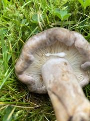 Lactarius circellatus