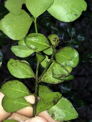 Citrus australis