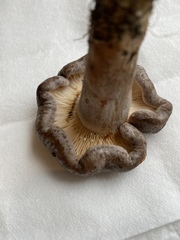 Lactarius circellatus