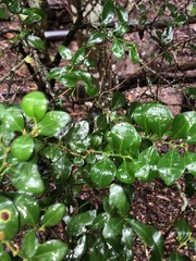 Citrus australis