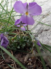 Viola cenisia