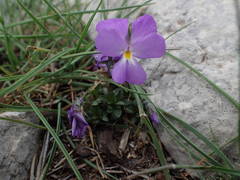 Viola cenisia