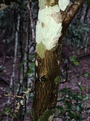 Citrus australis