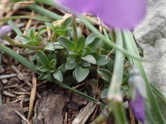 Viola cenisia