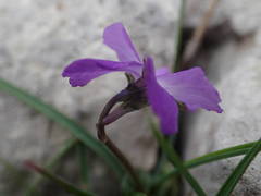 Viola cenisia