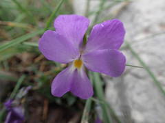 Viola cenisia