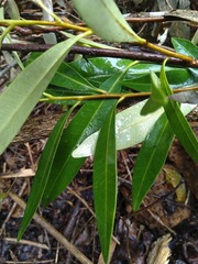 Samadera bidwillii