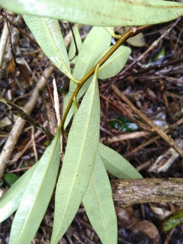 Image of Samadera bidwillii by (c) Tony van Kampen, some rights reserved (CC BY)