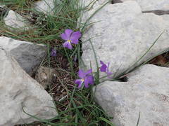 Viola cenisia