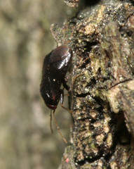 Phoenicocoris obscurellus
