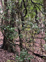 Citrus australis