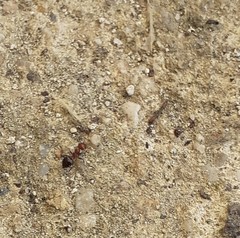 Crematogaster schmidti