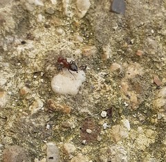 Crematogaster schmidti