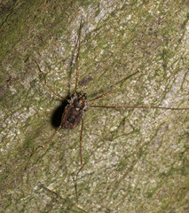 Platybunus pinetorum