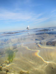 Chroicocephalus novaehollandiae novaehollandiae