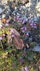 Thymus bashkiriensis