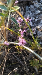 Thymus bashkiriensis