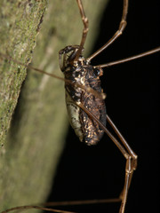 Platybunus pinetorum