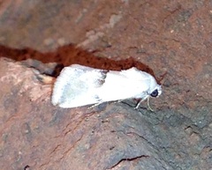 Ponometia acutus