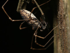 Platybunus pinetorum
