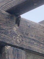 Graptopsaltria nigrofuscata