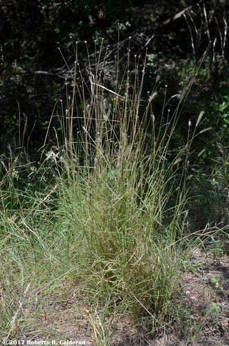 Dichanthium sericeum