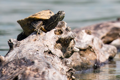 Graptemys ouachitensis