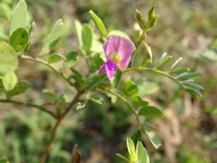 Tephrosia purpurea