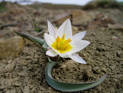 Tulipa biflora