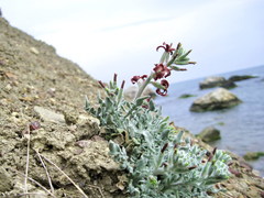 Matthiola odoratissima