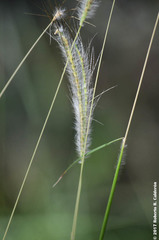 Dichanthium sericeum