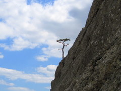 Pinus nigra pallasiana