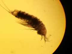 Eurycletodes monardi