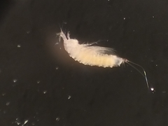 Eurycletodes monardi